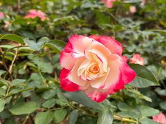 -人民公园(罗湖区)