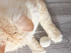-圣宠动物医院·犬猫专科·影像中心·外科中心