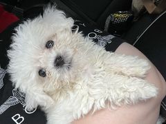 -翊宠yipet猫狗购宠庄园犬舍•猫舍