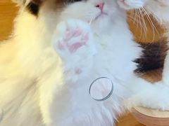 -猫十亿·布偶金渐层·曼基康矮脚猫舍(青年路店)