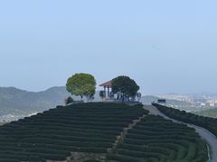 -龙坞茶村