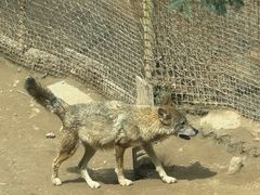-青藏高原野生动物园