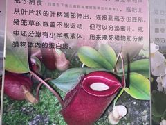 -中国科学院西双版纳热带植物园