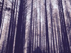iphone_upload_pic-八大关景区