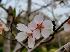 -梅花山(明孝陵内)