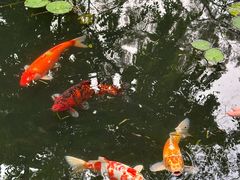-广州兰圃