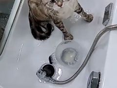 -爱洗澡的猫(天河路店)