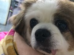 -严国平动物医院(德政总院)