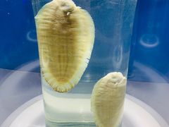 -福州罗源湾海洋世界旅游区