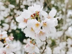-顾村公园