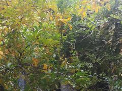 -曹禺故居纪念馆