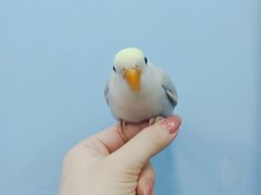 -瑞派·关忠动物医院·异宠专科·犬猫肿瘤·皮肤专科(望京店)