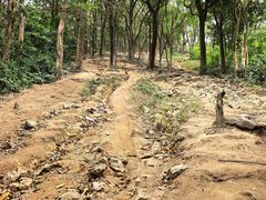 -黄埔油麻山森林公园