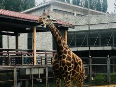 -石家庄市动物园