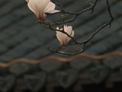-梅园