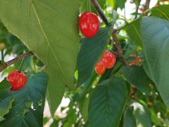 -樱桃山旅游景区