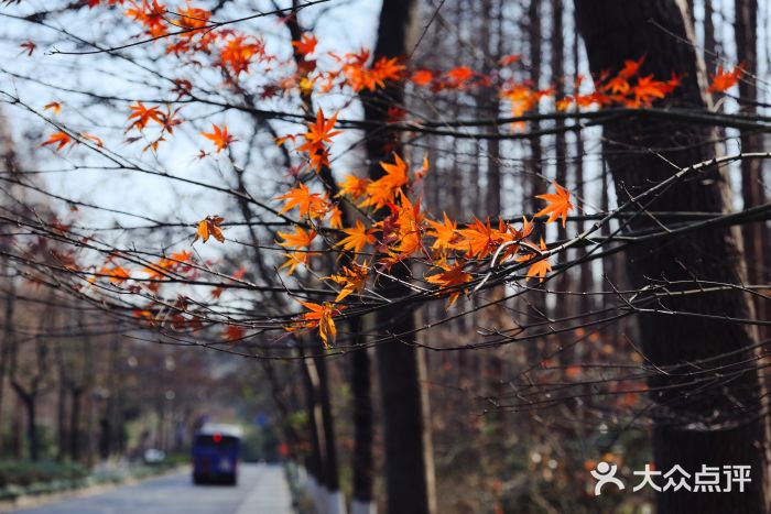 虎跑公园图片