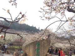 -香雪海