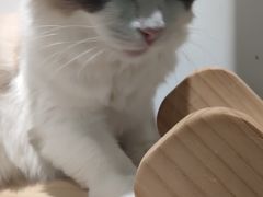 -COLOR PETS 撸猫馆·购猫·猫咖(长风大悦城店)