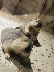 -酷嗒动物文化乐园(cutezoo西溪乐天城店)