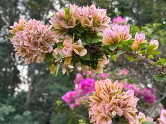 -莲花山公园
