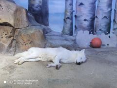 -芜湖新华联大白鲸海洋公园