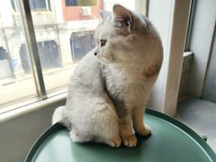 -猫儿山۰猫主题餐厅