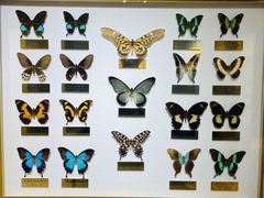 -上海昆虫博物馆