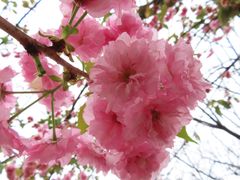 -天适樱花悠乐园