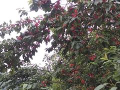 -樱桃山旅游景区