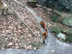 -都江堰中华大熊猫苑