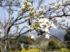 -桑洲油菜花景区