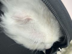 -Pets First伊珊娜洗护·精致美容·家庭式寄养(新会路店)