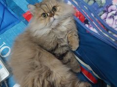 -宠物星动物医院·眼科·异宠·猫科(江南大道总院)