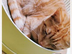 -藏猫猫咖啡主题馆(中央大道店)