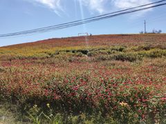 -六合国家地质公园桂子山景区
