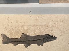 -湖南省地质博物馆