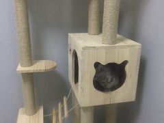 -谐和益家动物医院·免疫绝育·血液透析·宠保定点医院(高新伊藤分院)