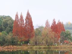 -观山湖公园