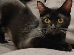 -宠爱国际动物医院·消化内科·心肾内科·ISFM猫友好(望京店)