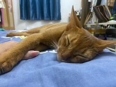 -小猫来了·猫舍(红山六九七九店)