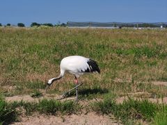 -盐城丹顶鹤湿地生态旅游区