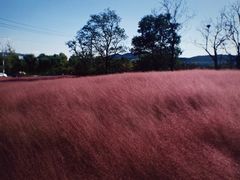 -羊亭河湿地公园