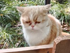 -西园寺