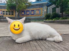 -高旻寺