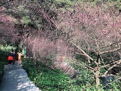 -金鸡山公园