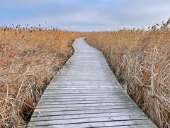 -盐城丹顶鹤湿地生态旅游区