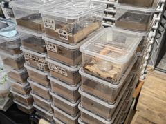 -酷以爬仙阁实体爬宠店·守宫·蜥蜴·专业繁育