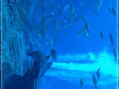 -亚特兰蒂斯•OSSIANO奥西亚诺海底餐厅