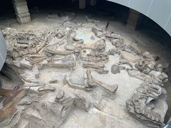 -自贡恐龙博物馆